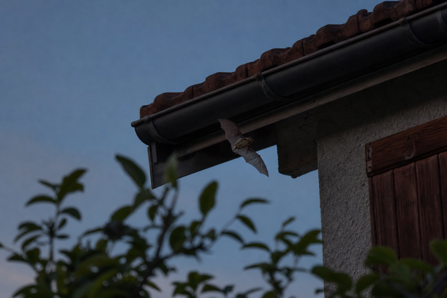Le cri de la chauve-souris : ce que vos oreilles entendent vraiment