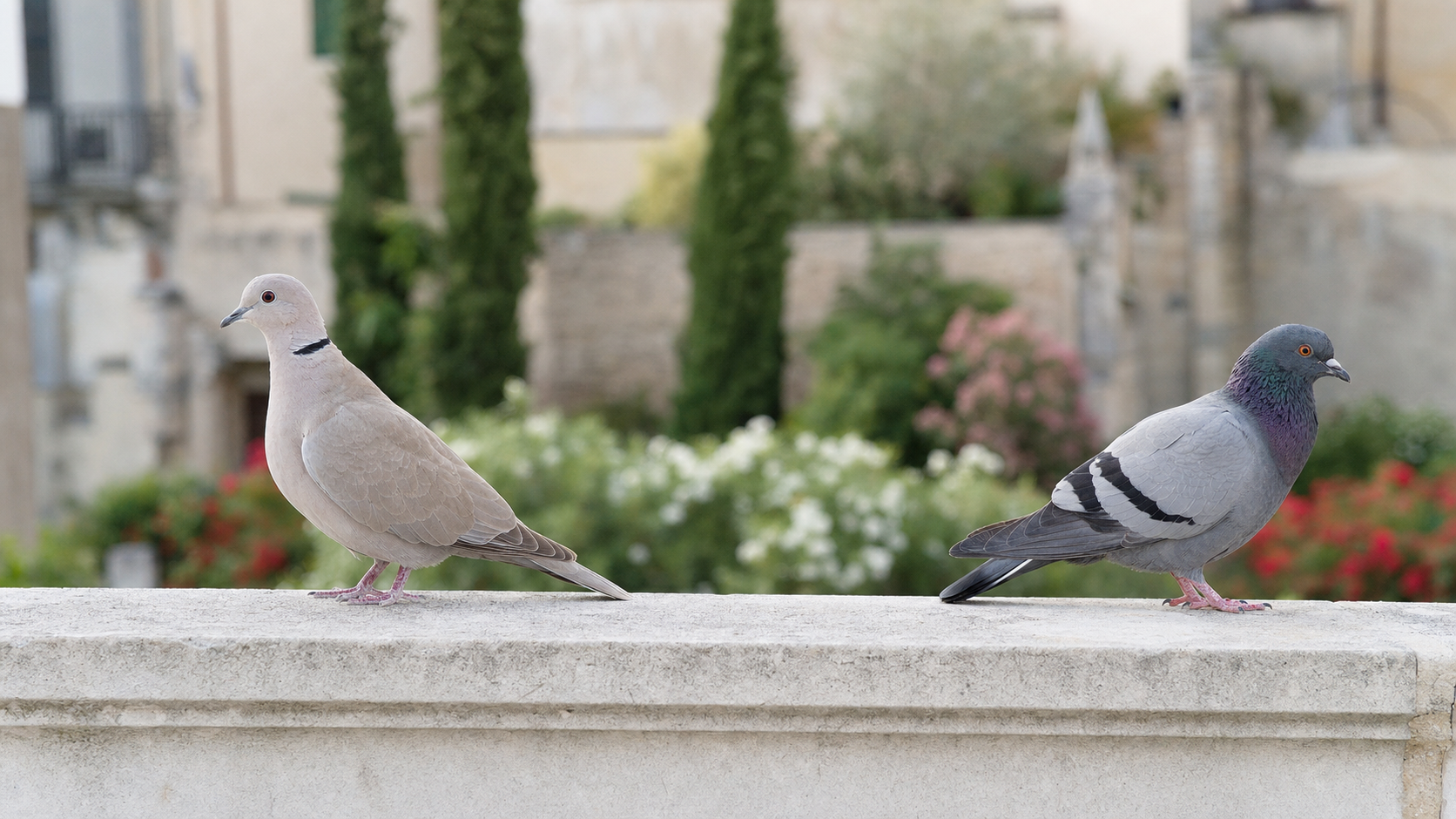Comment distinguer un pigeon d’une tourterelle autour de chez vous