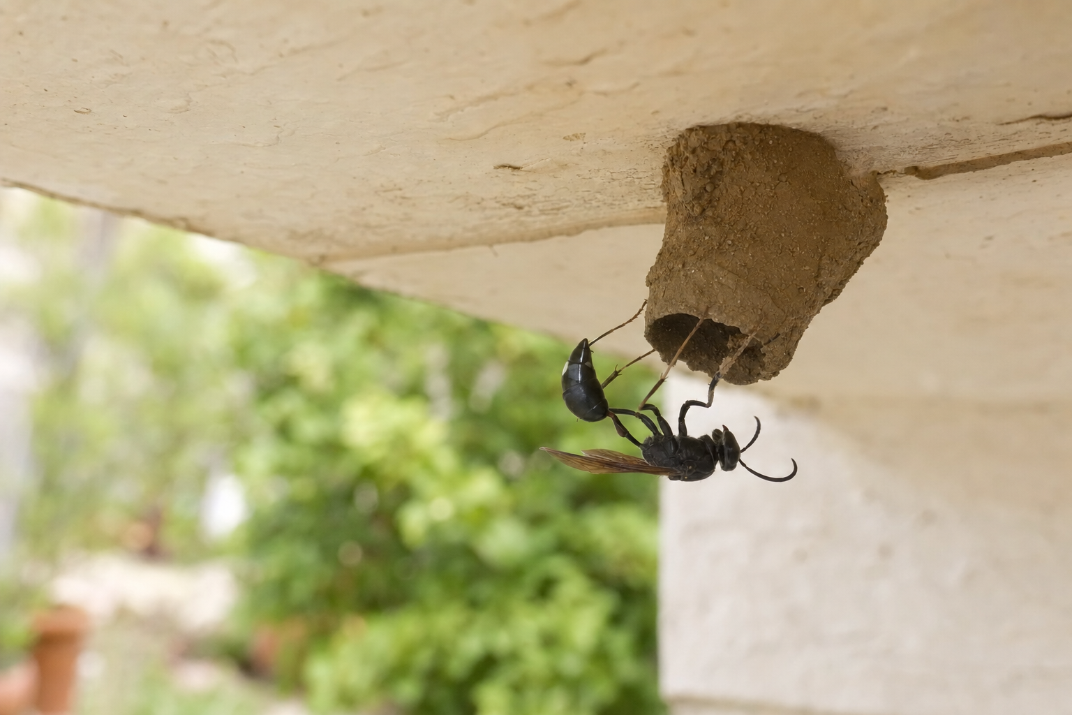 Une guêpe maçonne est-elle dangereuse près de votre maison ?