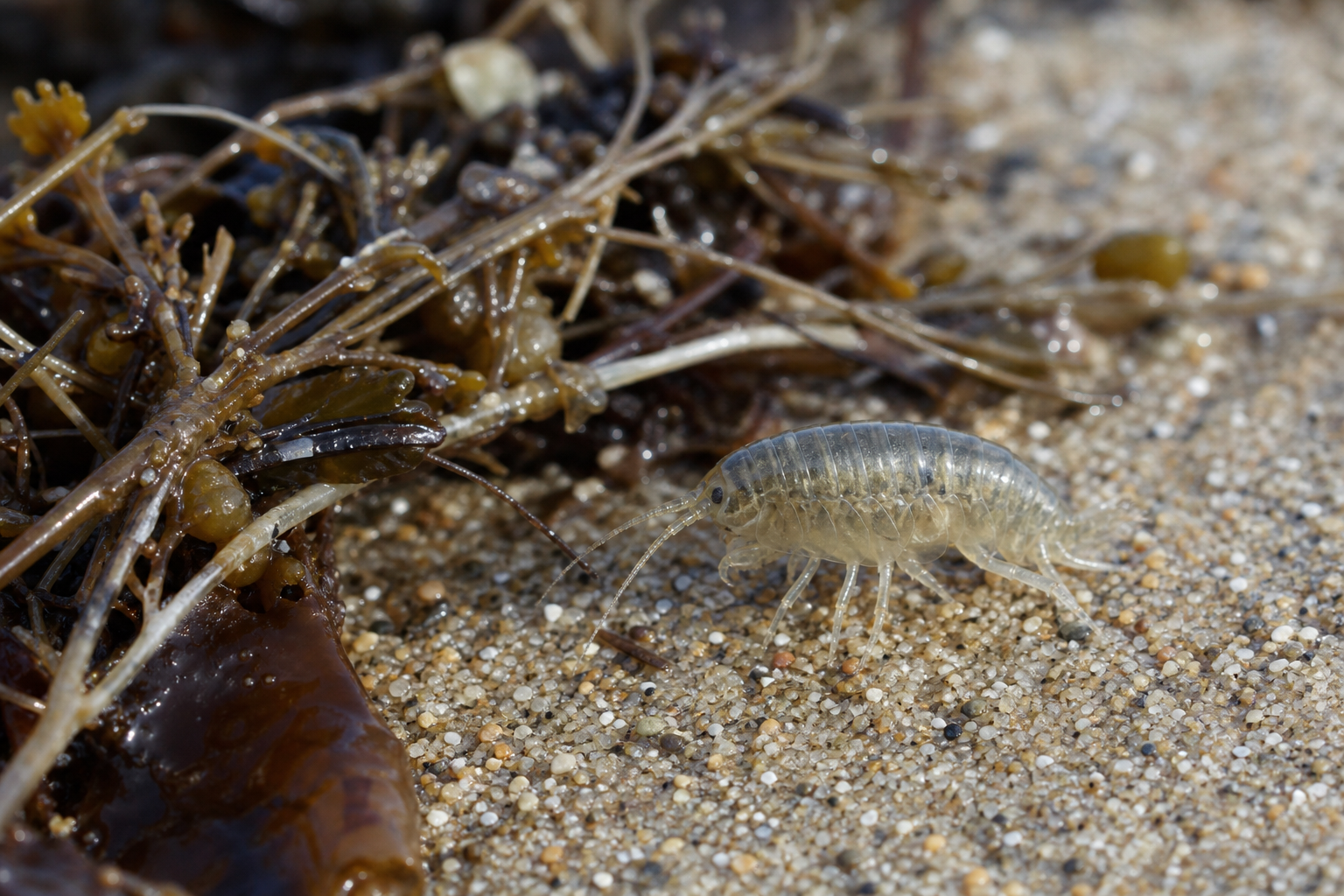 Les puces de mer sont-elles dangereuses pour les baigneurs ?